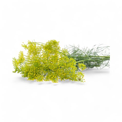 Dill Gelb