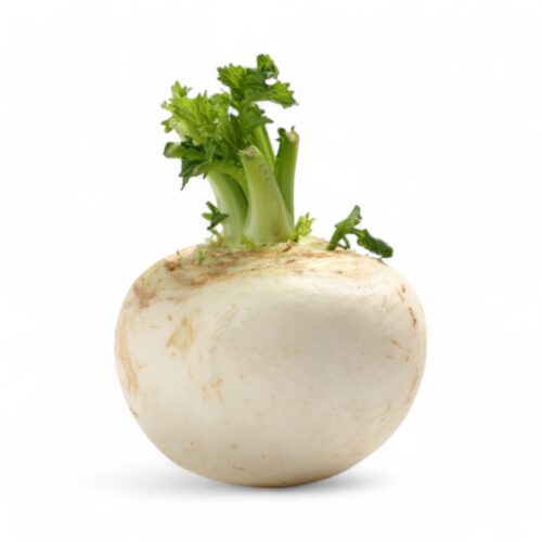Rettich Weiß Rund