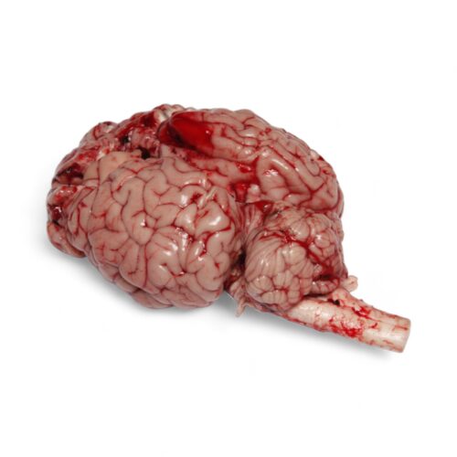 Kalbs - Gehirn Helal Qualität