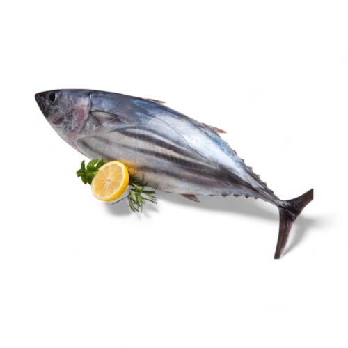 Thunfisch Bonito/Palamut