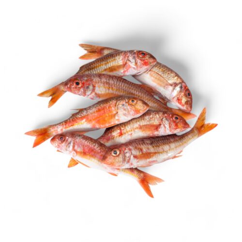 Barbun Meerbarbe Groß