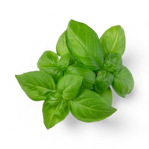 Kräuter Basilikum